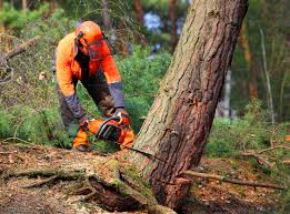 Why Choose Our Tree Removal Services in Linden, TX?