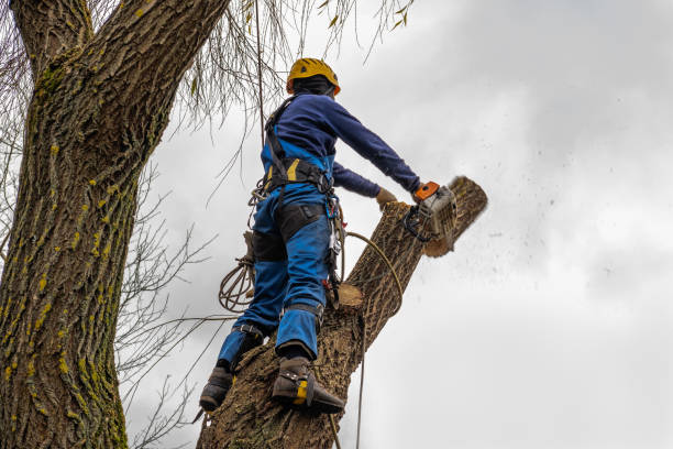 Trusted Linden, TX  Tree Services Experts